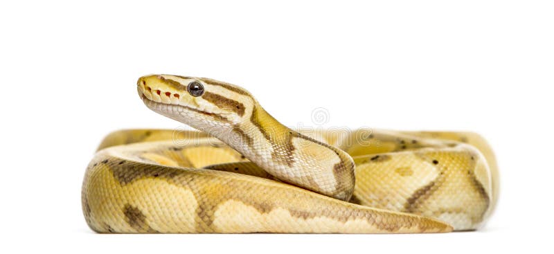 Firefly Python、分離 ロイヤリティフリーストックフォトグラフィー