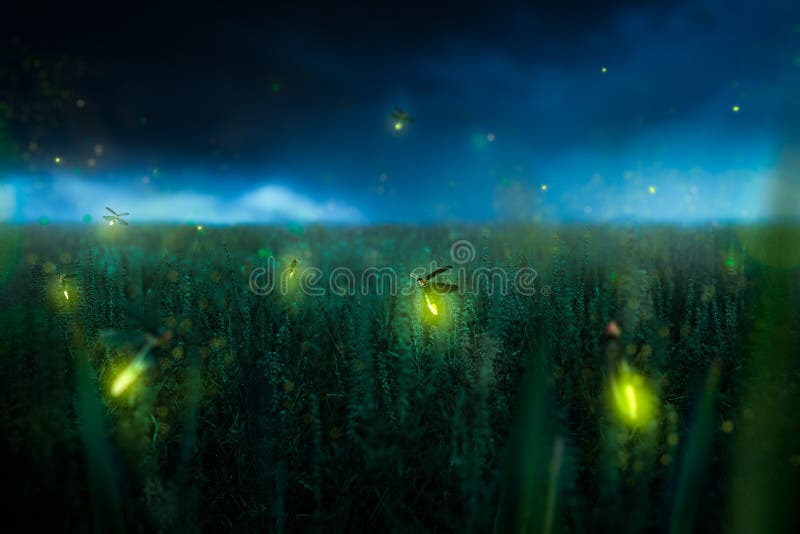 grass field at night