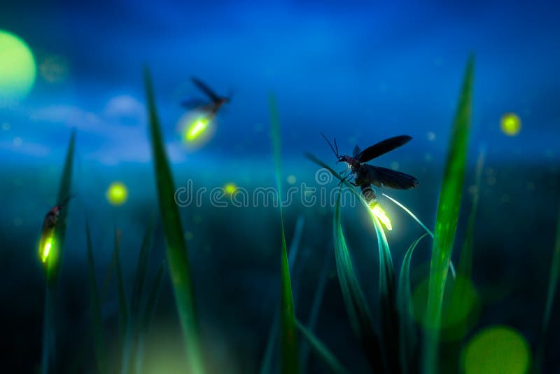 Glowing firefly on a grass filed at night. Glowing firefly on a grass filed at night