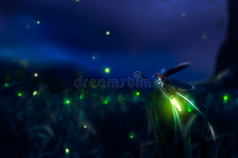 Glowing firefly on a grass filed at night. Glowing firefly on a grass filed at night