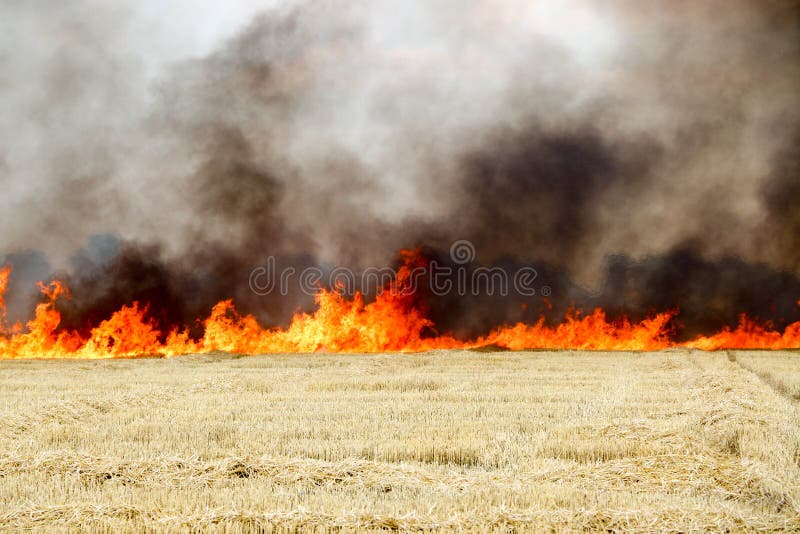 Fires Dry Completely Destroy the Fields. Burning Fields, Tornado, Smoke