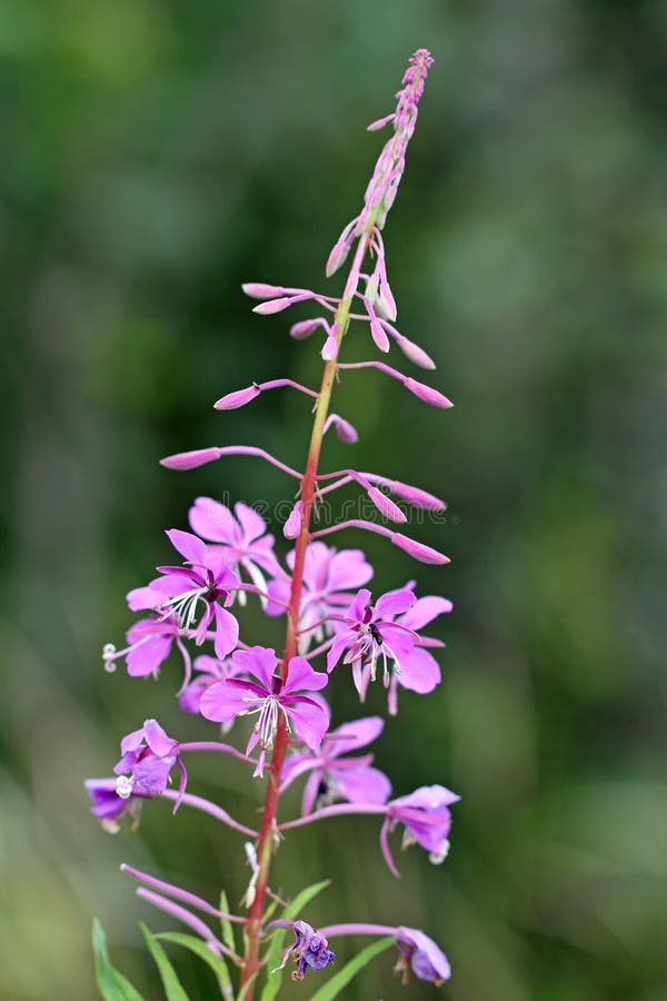 Fireweed (angustifolium del Epilobium) immagini stock libere da diritti Fireweed (angustifolium del Epilobium) immagini stock libere da diritti
