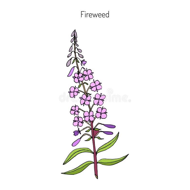 Fireweed Chamerion angustifolium vektor abbildung Fireweed Chamerion angustifolium vektor abbildung