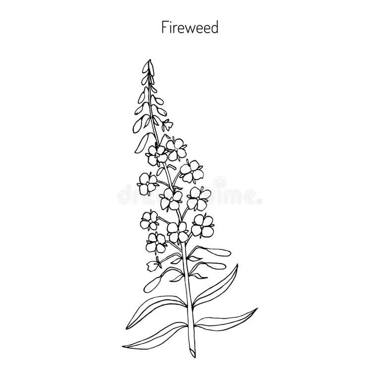 Drawing Fireweed Stock Illustrations 204 Drawing Fireweed Stock