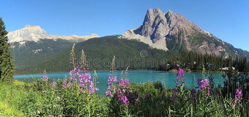 Yoho National Park, Mount Burgess and Fireweed Flowers at Emerald Lake, Rocky Mountains, BC, Canada
