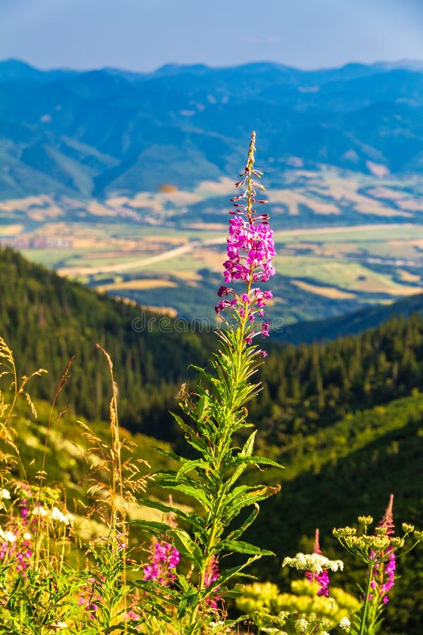 The fireweed flowers in the foreground of mountainous landscape