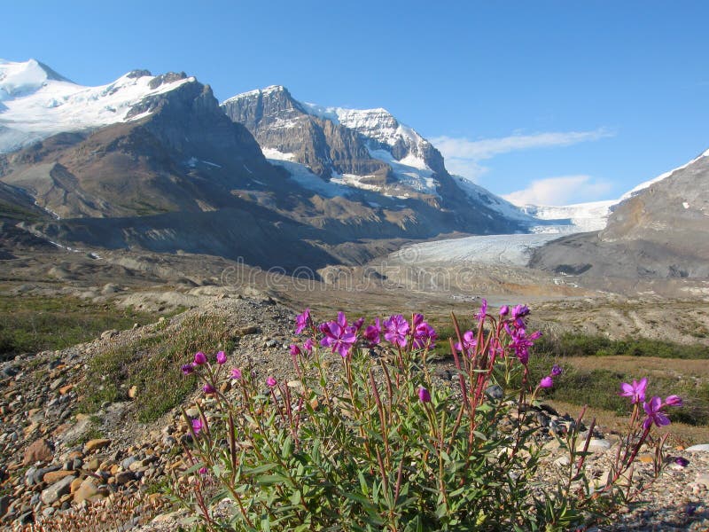 Fireweed на ледниковой морене на леднике Athabasca, национальном парке яшмы, Альберте стоковая фотография Fireweed на ледниковой морене на леднике Athabasca, национальном парке яшмы, Альберте стоковая фотография