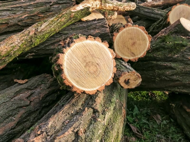 Wood for Firewood on a Pile. a Large Wood Dump for Creating Firewood