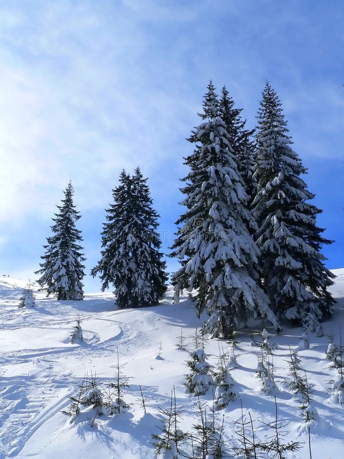 Firs in winter time