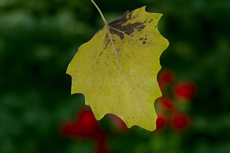 The first autumn yellow leaf on the background of trees and roses. Green background and red roses stock photo The first autumn yellow leaf on the background of trees and roses. Green background and red roses stock photo