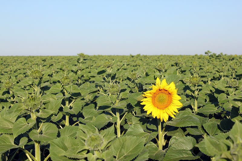 Summer background - first blooming sunflower