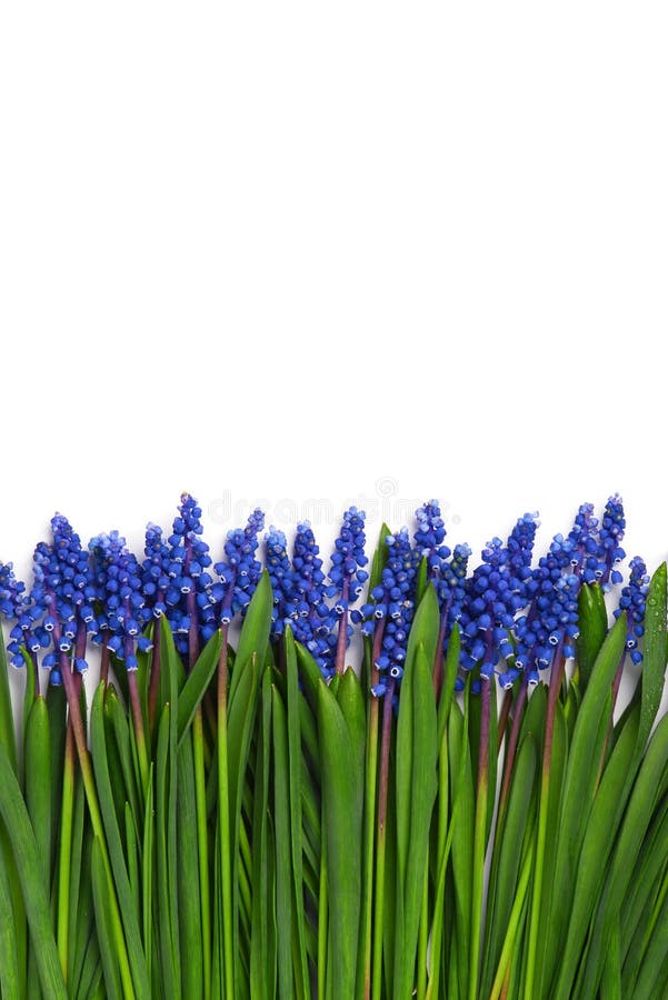 First blue springs flowers Muscari border isolated on white background