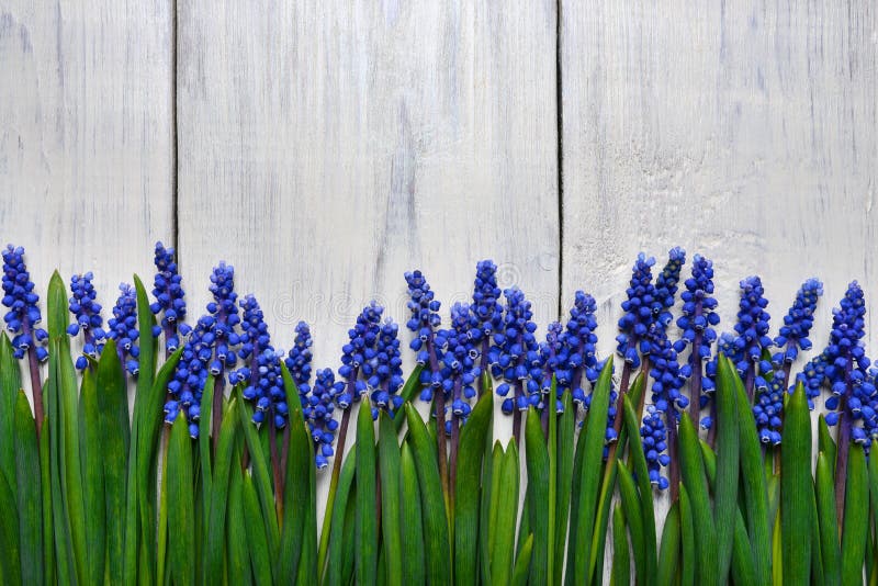 First blue springs flowers Muscari border on wooden table background