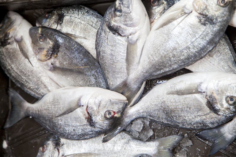 First class fishermans catch on market stall royalty free stock images First class fishermans catch on market stall royalty free stock images