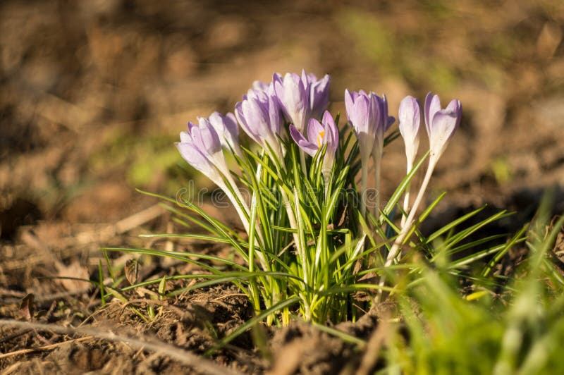 First crocus flowers in spring against the background of old foliage. Soft focus stock photos First crocus flowers in spring against the background of old foliage. Soft focus stock photos