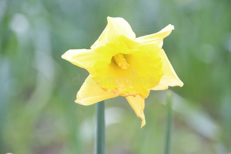 First daffodils in the park during the end of the winter in Nieuwerkerk aan den IJssel in the Netherlands royalty free stock photos First daffodils in the park during the end of the winter in Nieuwerkerk aan den IJssel in the Netherlands royalty free stock photos