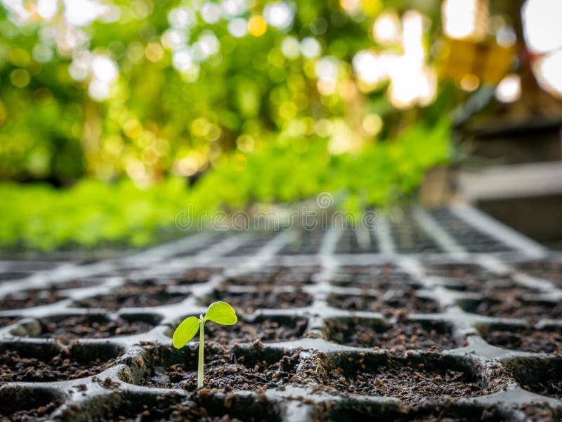 First Eggplant Produced from the Seeding Tray Stock Photo Image of