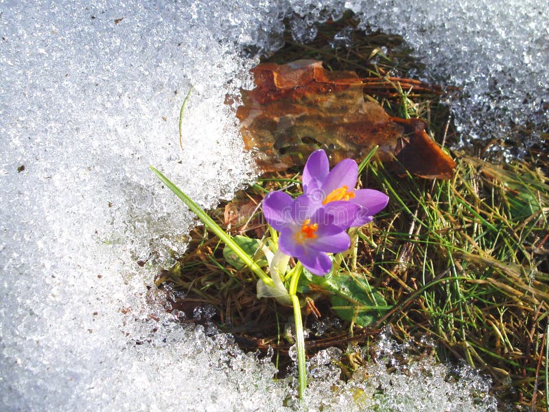 First Flower Picture. Image 164699