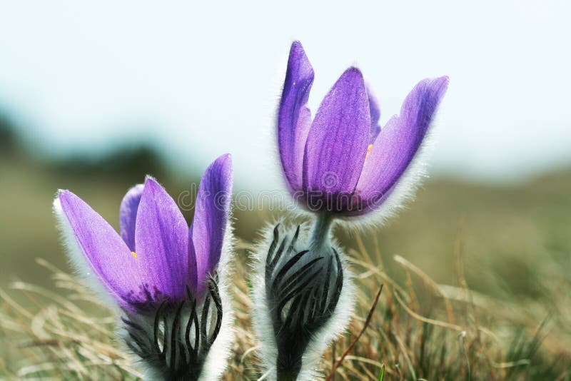 First flower stock image. Image of spring, grass, blue 54168639