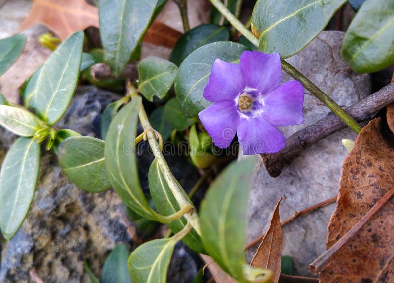 First Flower of Spring Breaking through... Stock Photo Image of