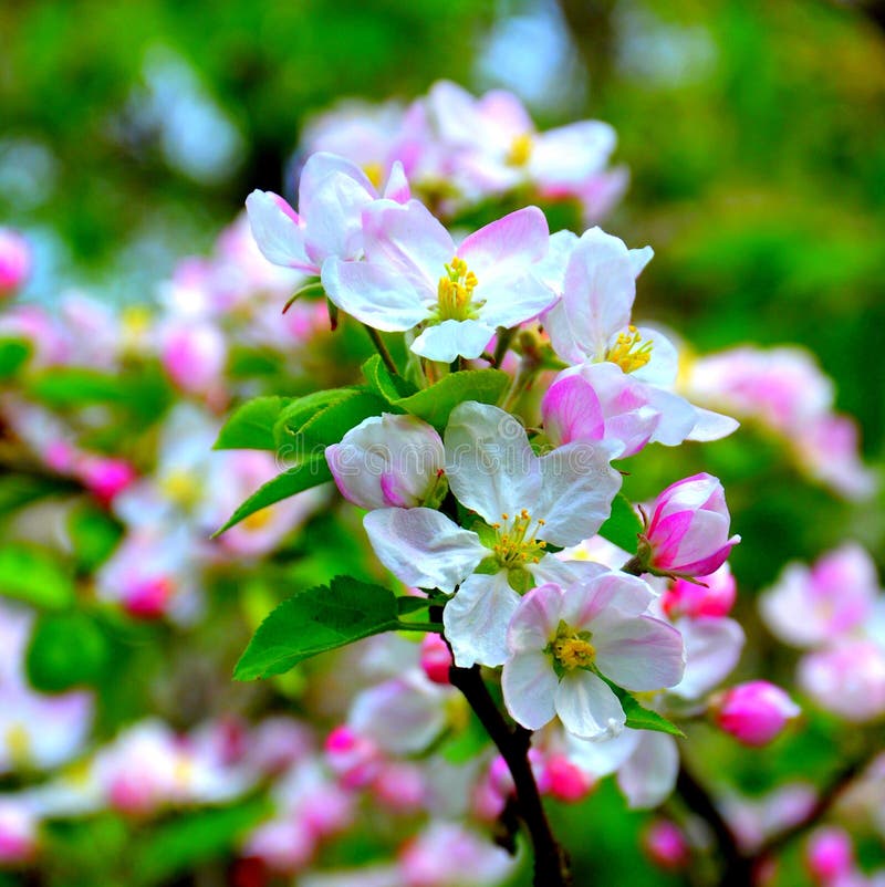 Apple flowers. Nice flowers in the garden in spring, in a sunny day. Beautiful, back.