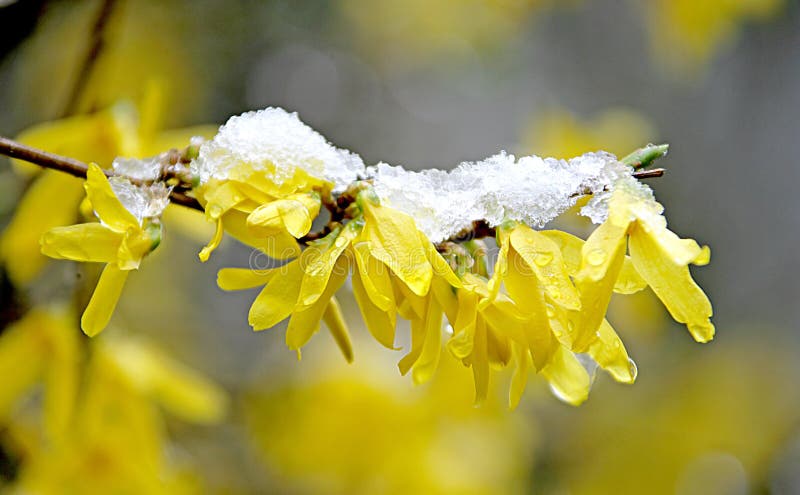 First Flowers and Snow 3