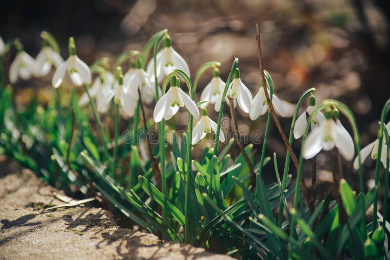 First Flowers, Spring Background Stock Photo - Image of delicate, plant ...