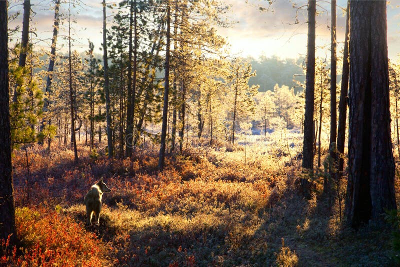 First frost in the autumn forest during hunt