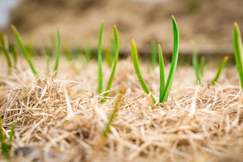 The First Garlic Sprouts Sprouted through the Mulch in the Garden Bed ...