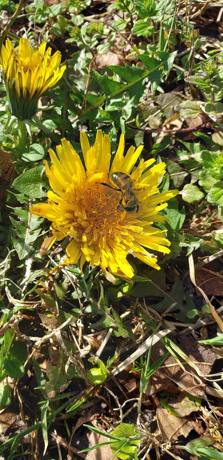 First Honeybee of 2019 stock photo First Honeybee of 2019 stock photo
