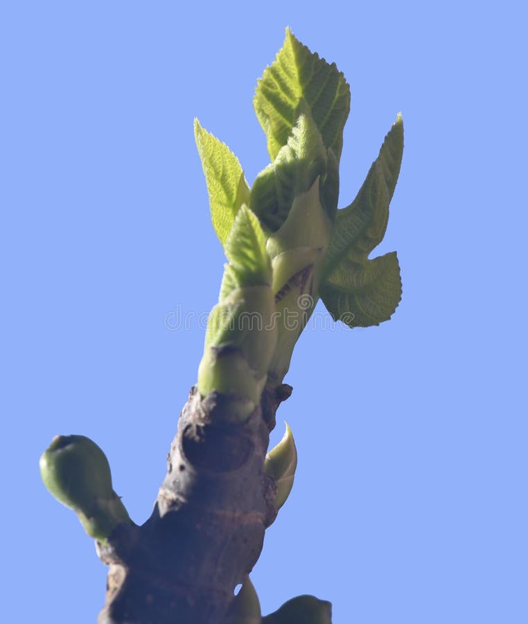First leaves on a branch stock photo. Image of tree 142443932