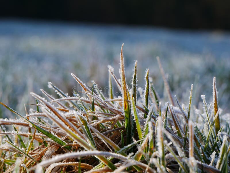 First Morning Frost On The Grass Of A Meadow Stock Image Image Of