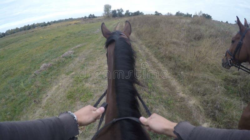 First Person View Of Riding A Horse Point Of View Of Rider Walking At