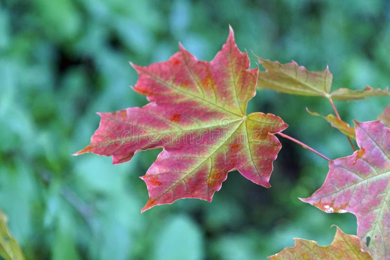 autumn leaf red autumn leaf red