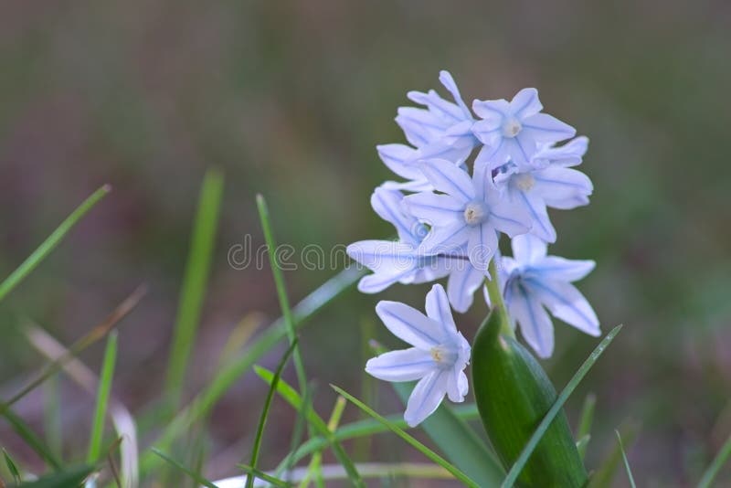 The First Signs of Spring in Nature. Budding Twigs and the First Spring