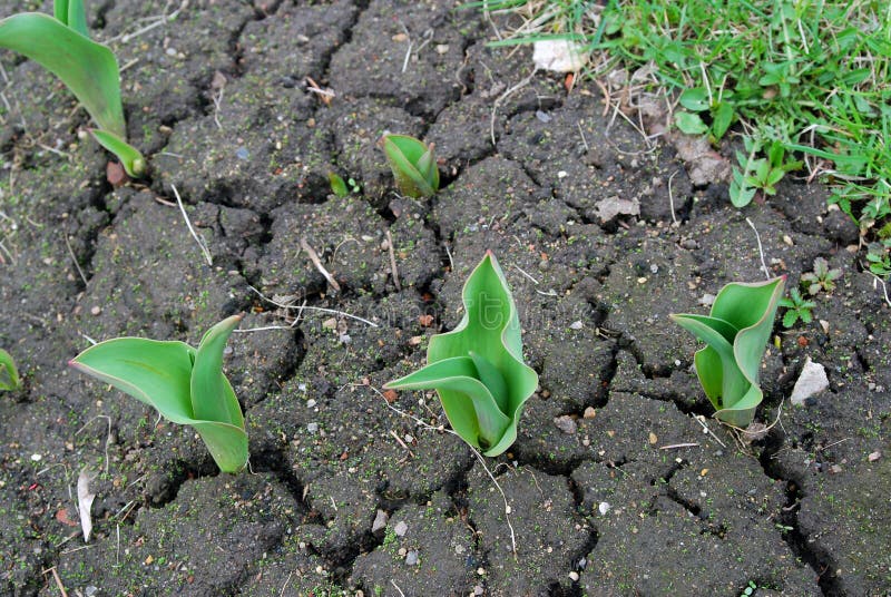 First signs of spring. Young tulips grow in a spring garden.