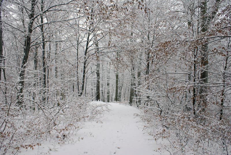 First snow