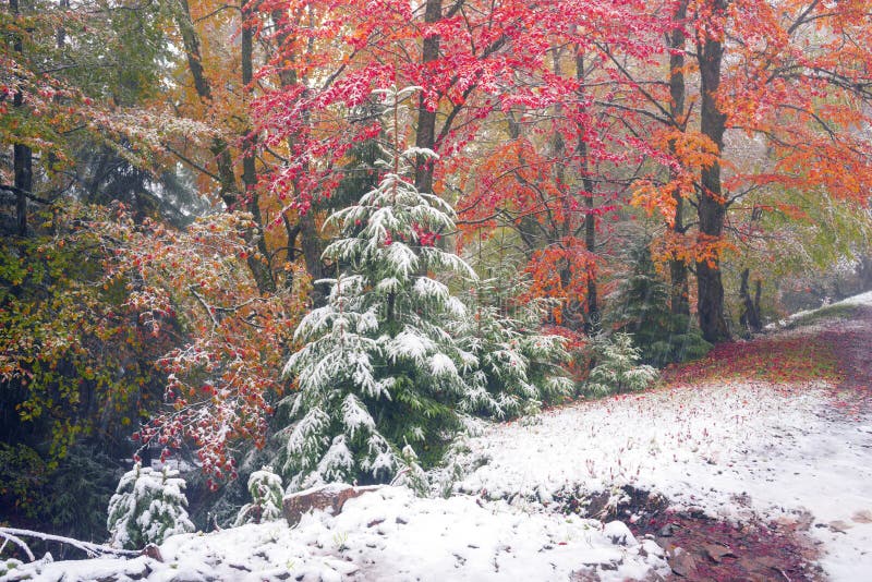First snow in the autumn stock photo. Image of fall, nature 66224714