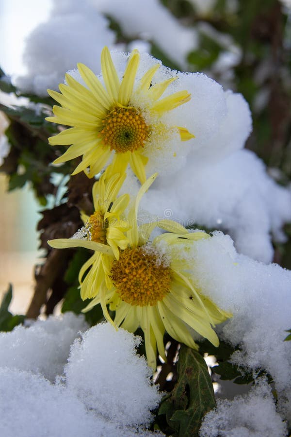 624 Snow White Chrysanthemum Stock Photos Free & RoyaltyFree Stock