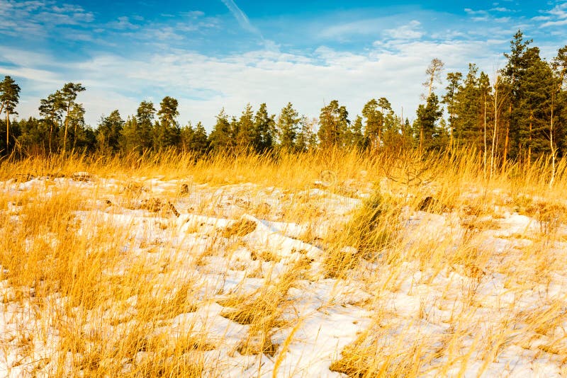 First Snow Covered the Dry Yellow Grass in Forest Stock Image Image