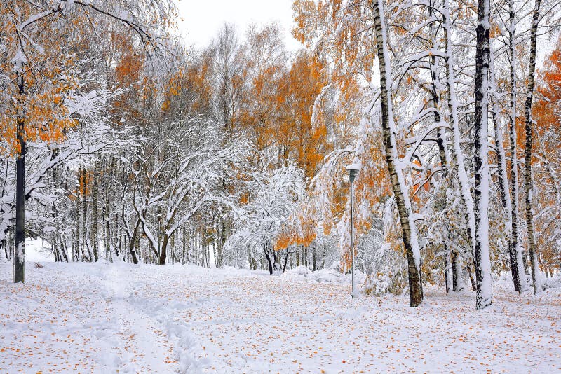 First Snow in the Forest. Snow Covered Trees in the Wood Stock Photo ...