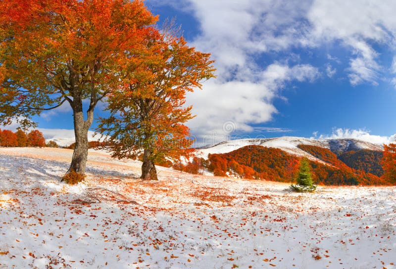 First snow in the forest in the mountains. Sunny November day