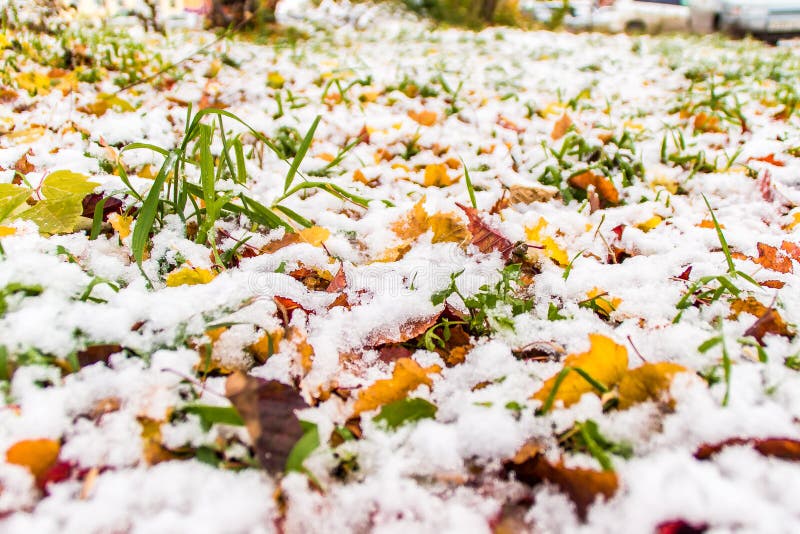 The first snow on the grass and fallen leaves royalty free stock image The first snow on the grass and fallen leaves royalty free stock image