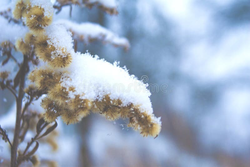First snow in 2018 stock photos First snow in 2018 stock photos
