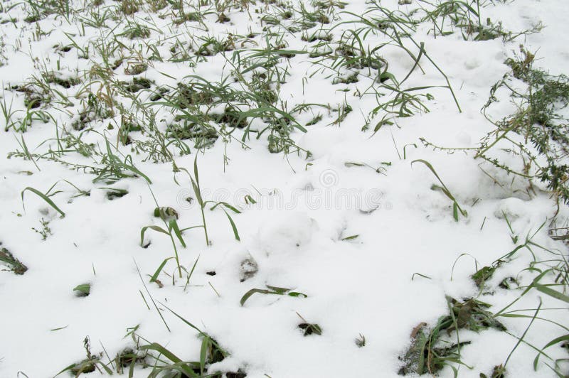 The First Snow Lay On The Green Grass, Lawn Stock Photo Image of