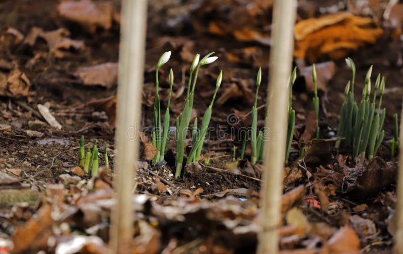 First snowdrops. Snowdrop flowers pattern. stock photo First snowdrops. Snowdrop flowers pattern. stock photo