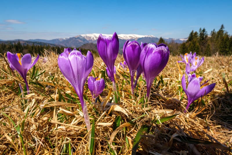 The first spring blooming flowers in the meadow after the snow melted