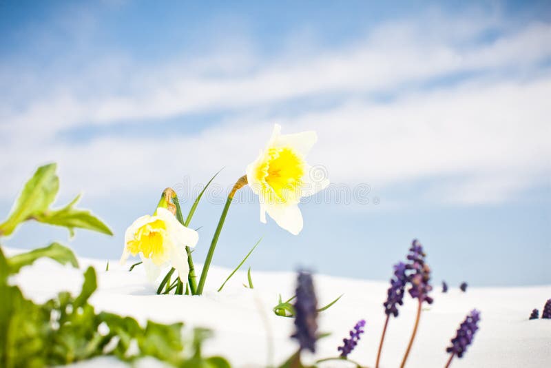 First Spring Daffodil flowers with snow against blue sky royalty free stock photo