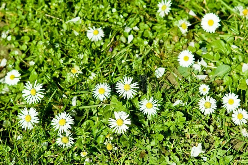 First spring daisies