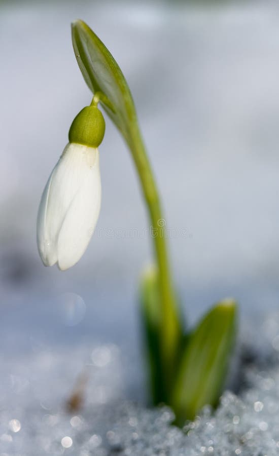 First spring flower growing from snow royalty free stock image First spring flower growing from snow royalty free stock image